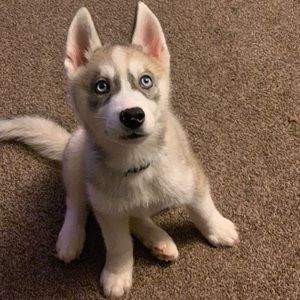 Meet your Posher, Chelsea